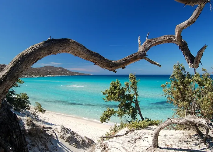 Pergola Bastia (Corsica)